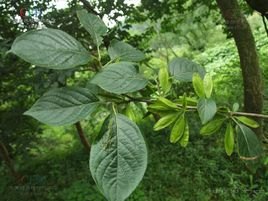 杜仲籽油加工设备