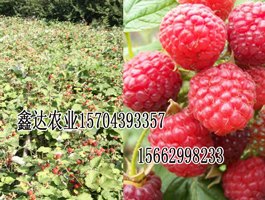 黑龙江蓝莓苗批发