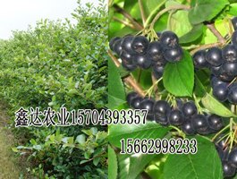 黑龙江不老莓品种