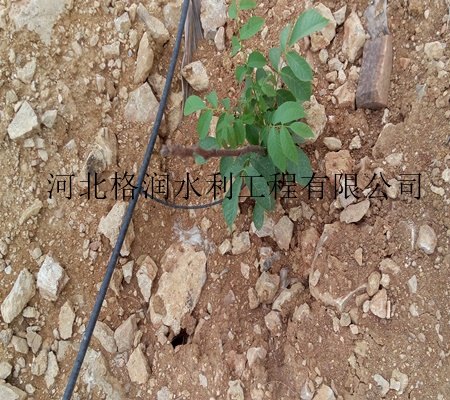 仁寿县汪洋滴灌滴灌管价格|规格