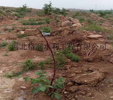 农业高灌设备|仁寿县汪洋果树滴灌工程