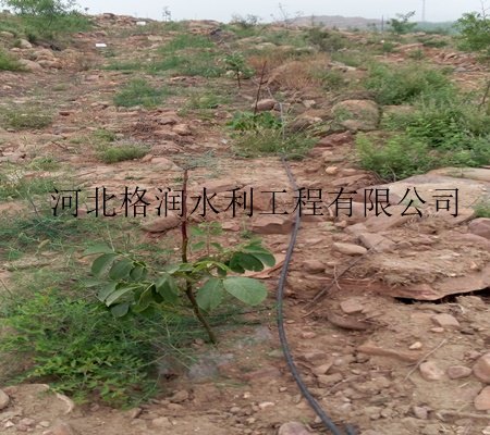 优质仁寿县汪洋供应|果树滴水管价格