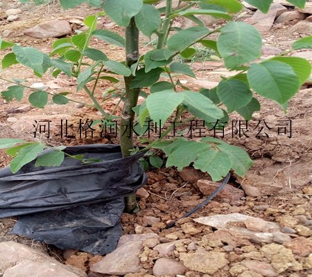 规格型号齐全|仁寿县钟祥果园滴水管