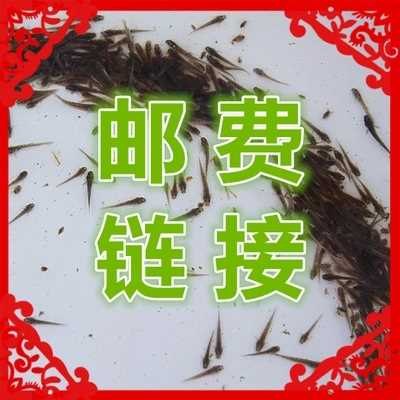 台湾泥鳅养殖技术供给/免费泥鳅养殖技术交流