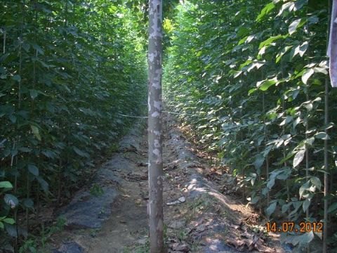 优质白蜡批发 西北白蜡价格