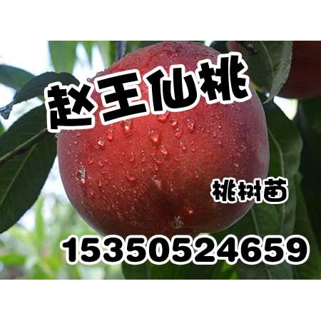 邯郸桃树苗-邯郸桃树苗大量批发-赵王仙桃