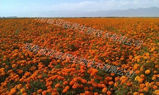 万寿菊叶黄素栀子黄色素辣椒红色素萃取设备