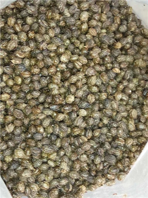 木瓜籽油亚临界低温萃取油脂设备