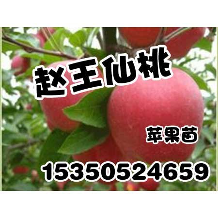 邯郸果树苗-邯郸果树苗品种繁多-赵王仙桃