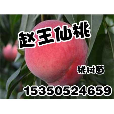 邯郸果树苗|邯郸果树苗批发|赵王仙桃