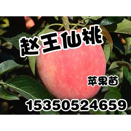邯郸苹果苗|邯郸苹果苗批发|赵王仙桃