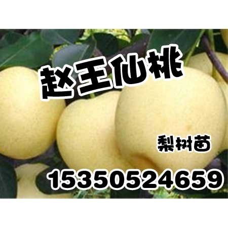 邯郸梨树苗|邯郸梨树苗价格|赵王仙桃