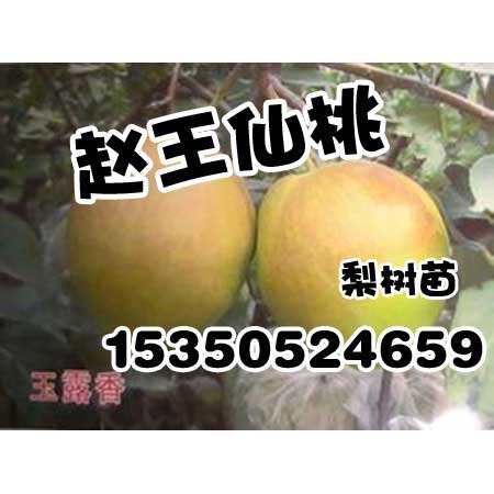 邯郸梨树苗-邯郸梨树苗批发-赵王仙桃