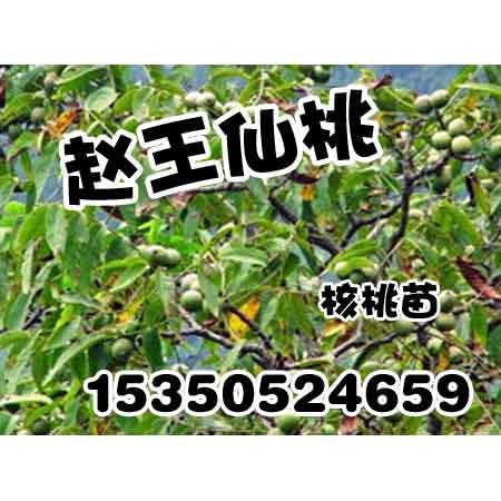 邯郸核桃苗|邯郸核桃苗批发|赵王仙桃