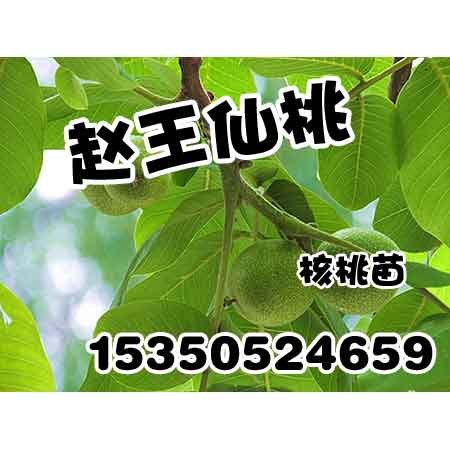 邯郸核桃苗-邯郸核桃苗价格-赵王仙桃