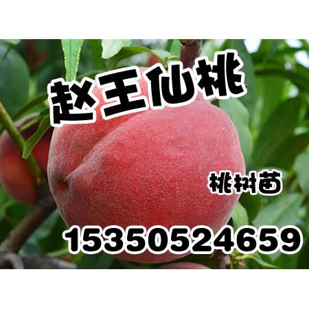 安阳桃树苗|安阳桃树苗基地|赵王仙桃