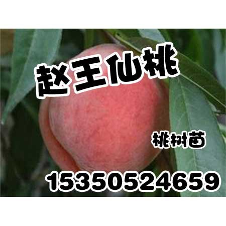 安阳桃树苗-安阳桃树苗批发-赵王仙桃