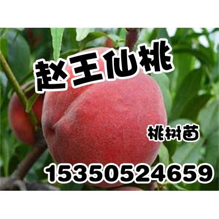 邢台桃树苗|邢台桃树苗批发|赵王仙桃