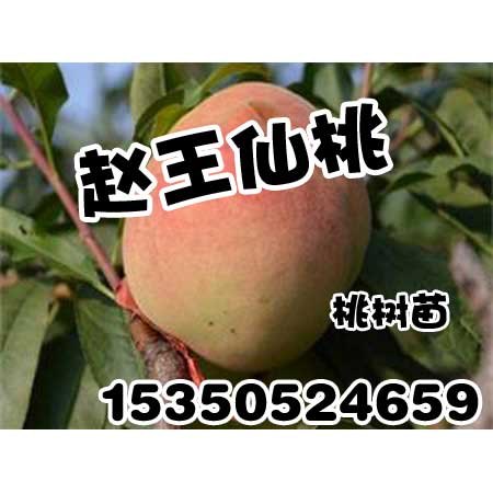 邢台桃树苗|邢台桃树苗价格-赵王仙桃