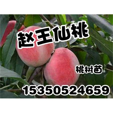 河北桃树苗|河北桃树苗基地|赵王仙桃