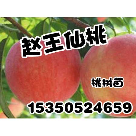 河北桃树苗-河北桃树苗批发-赵王仙桃