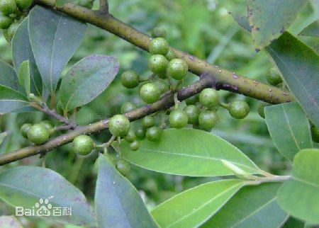 山苍籽油加工设备报价