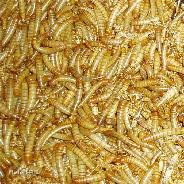 黄粉虫油油脂提取设备