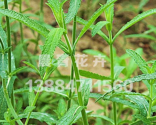 青州马鞭草批发