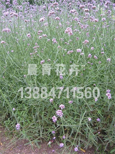 青州马鞭草种植批发