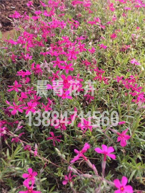 芝樱花批发价格