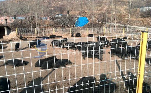 养鸡隔离栅仓库车间护栏网安平厂家【华久图】