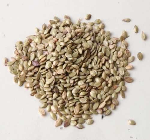 绿化百喜草销售 百喜草供应