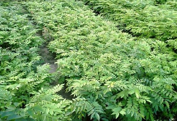 供应十号黄花梨苗园 北流黄花梨树基地 荷木苗图 甜茶苗1号