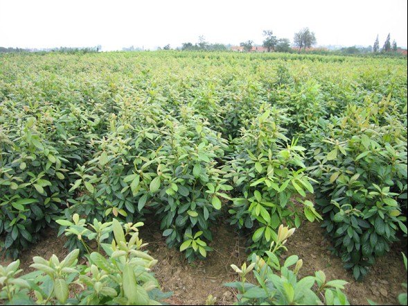 供应中国楠木苗2号基地 金丝楠木苗火力楠苗总场 楠木种子