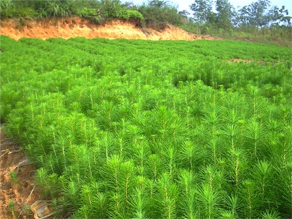 供应玉林马尾松苗1号场 湿地松苗基地 松木苗 松树苗种子