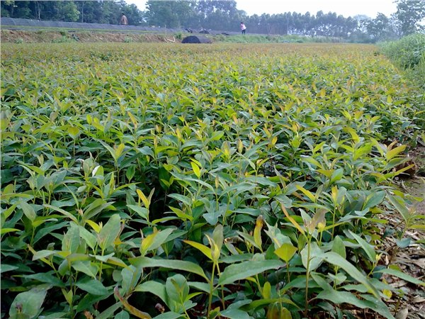 供应桉树苗基地 玉林速生桉苗培育场 速丰桉苗9号 邓恩桉苗图