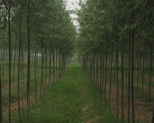 供应两广香胶木苗中心 香胶树苗规格 刨花楠树苗 香粉树苗3号