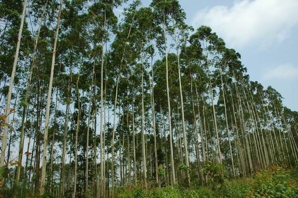 供应柠檬桉苗培育场 柠檬桉树种子苗圃 北流桉木苗品种