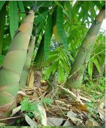 供应广西003麻竹苗场 玉林麻竹种苗 甜竹苗规格 2号麻竹笋