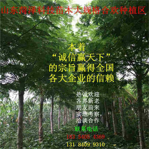北京国槐价格批发报价