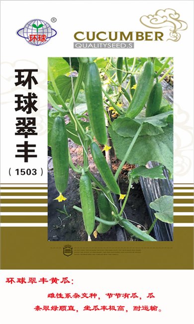 山东省黄瓜种子公司||山东省黄瓜种子哪家好 ☆