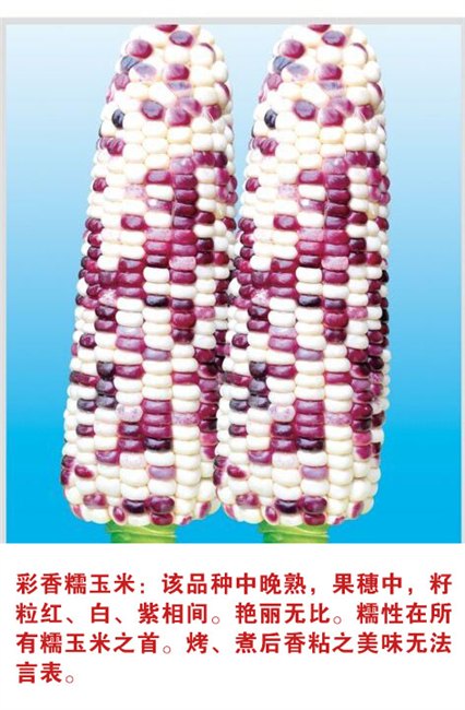 山西省糯玉米种子价格【环球种业】☆