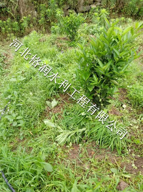仪陇县土门农田灌溉滴水管|灌溉PE管