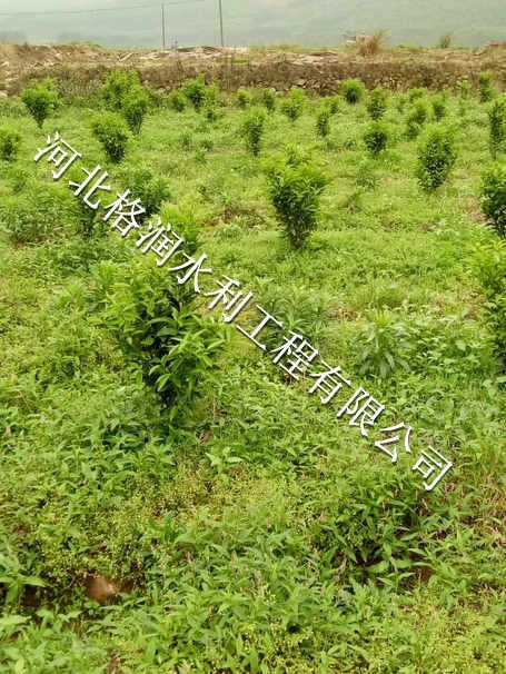 仪陇县土门丘陵果树滴灌|小管出流批发