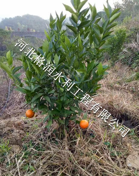 琵琶滴灌|仪陇县复兴精品小管出流