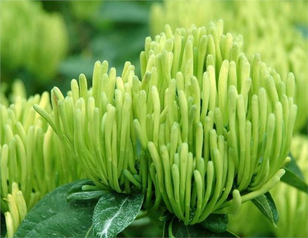 金银花提取物  忍冬提取物  森冉生物 厂家直销