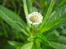 墨旱莲提取物  白花蟛蜞草提取物  厂家直销