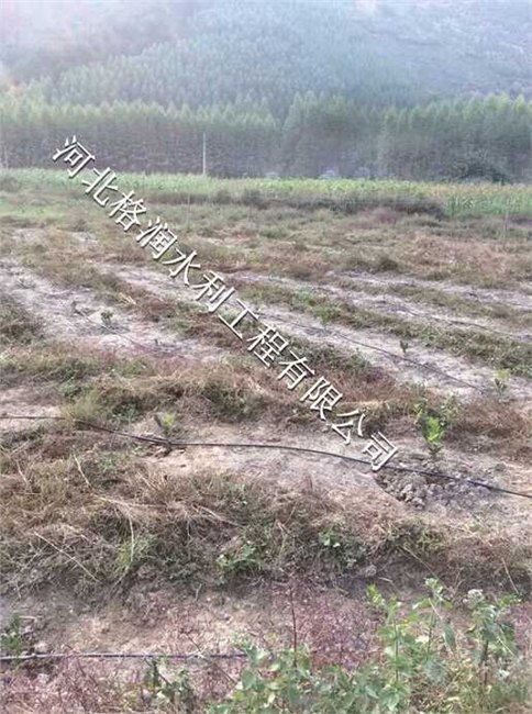 核桃滴灌|蒲县乔家湾果树滴灌PE管