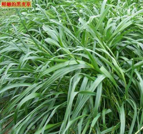 边坡黑麦草厂家 进口黑麦草哪家好