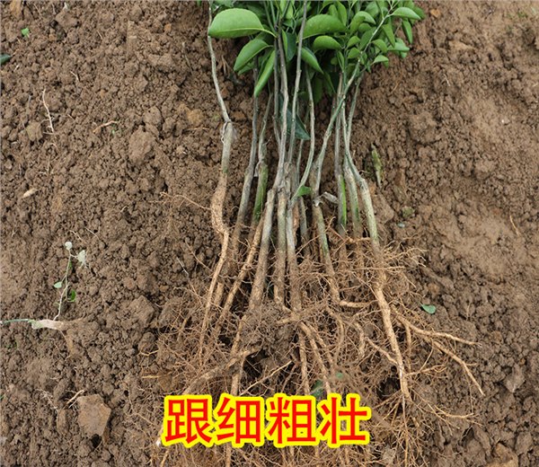 大量湖南柳州沃柑苗批发哪里有湖南柳州沃柑苗买湖南柳州沃柑苗基地销售